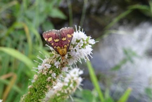 Réf. 253 297 : Pyrausta purpuralis